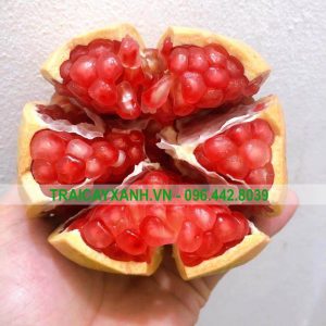 Mua Lựu Đài Loan Nhập khẩu giá bao nhiêu