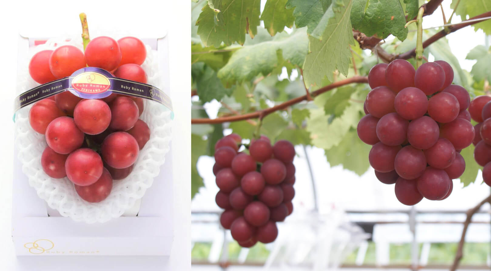 Nho Ruby Roman Nhật Bản có giá từ 350500.000 đồng/trái