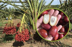 Chà là đỏ (tươi)