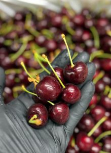 Loại cherry Mỹ ngon ngọt giòn nhất