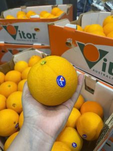 Giá Cam Vàng Victor