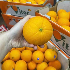 Quả cam vàng Vitor Úc