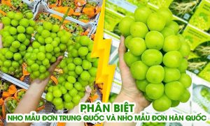 phân biệt nho mẫu đơn Trung Quốc và nho mẫu đơn Hàn Quốc