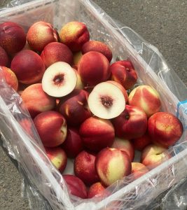 Quả Xuân đào Úc