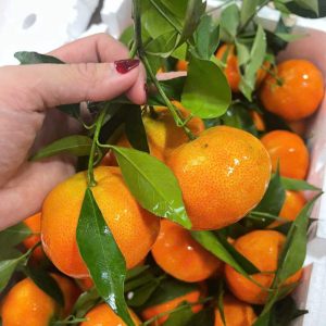 Cam canh có phải Quýt