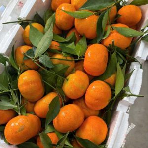 Mua cam canh ở đâu tại TPHCM