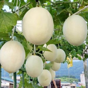 Vườn Dưa lưới Bạch Ngọc