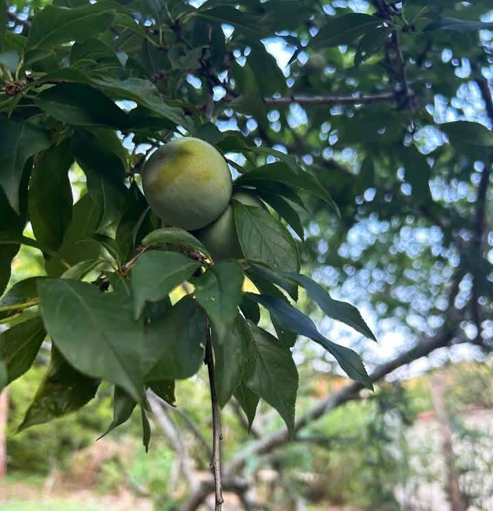 Cách ăn mận Tam Hoa đúng cách