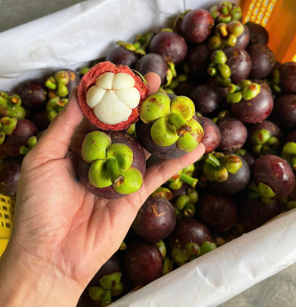 Cách phân biệt măng cụt Thái và măng cụt Việt