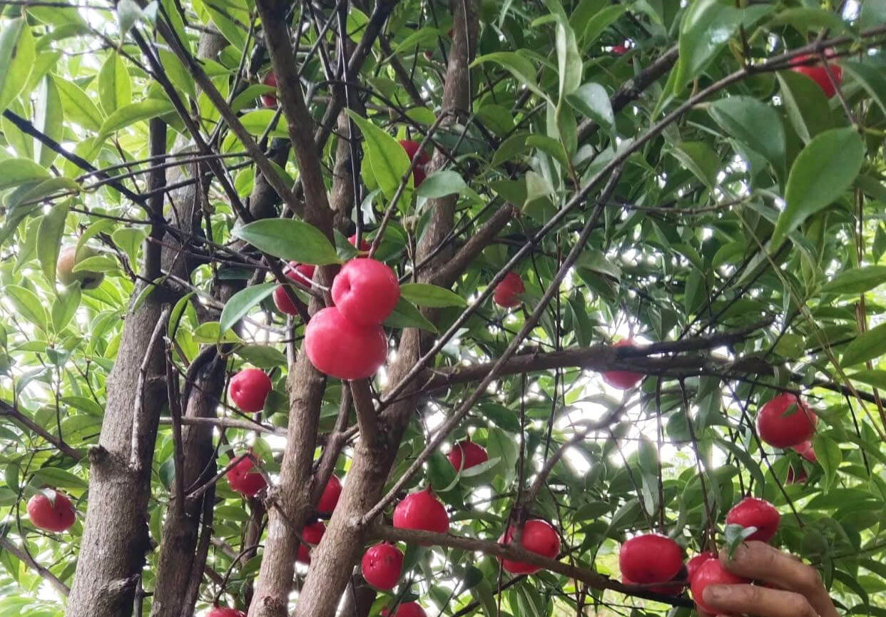 Cây bứa rừng đỏ