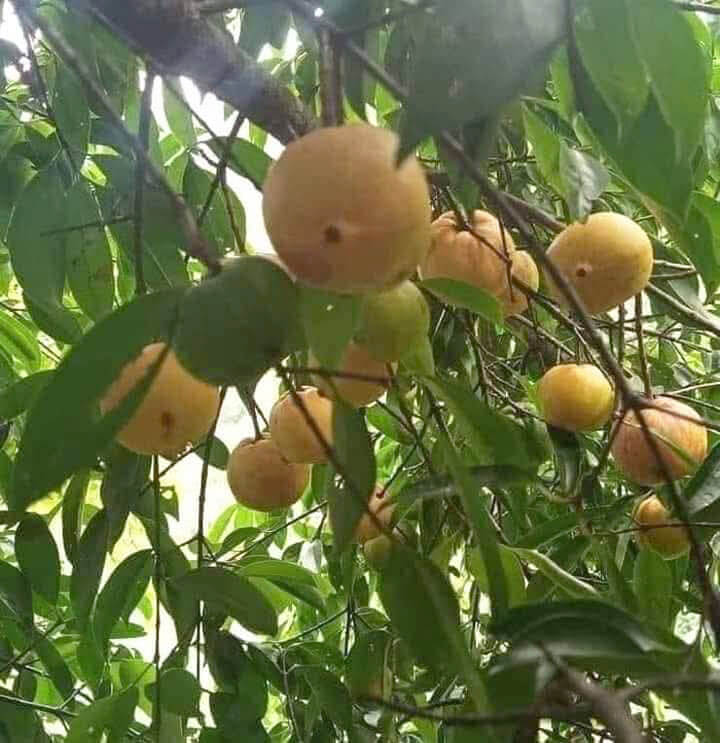 Cây bứa rừng trái vàng