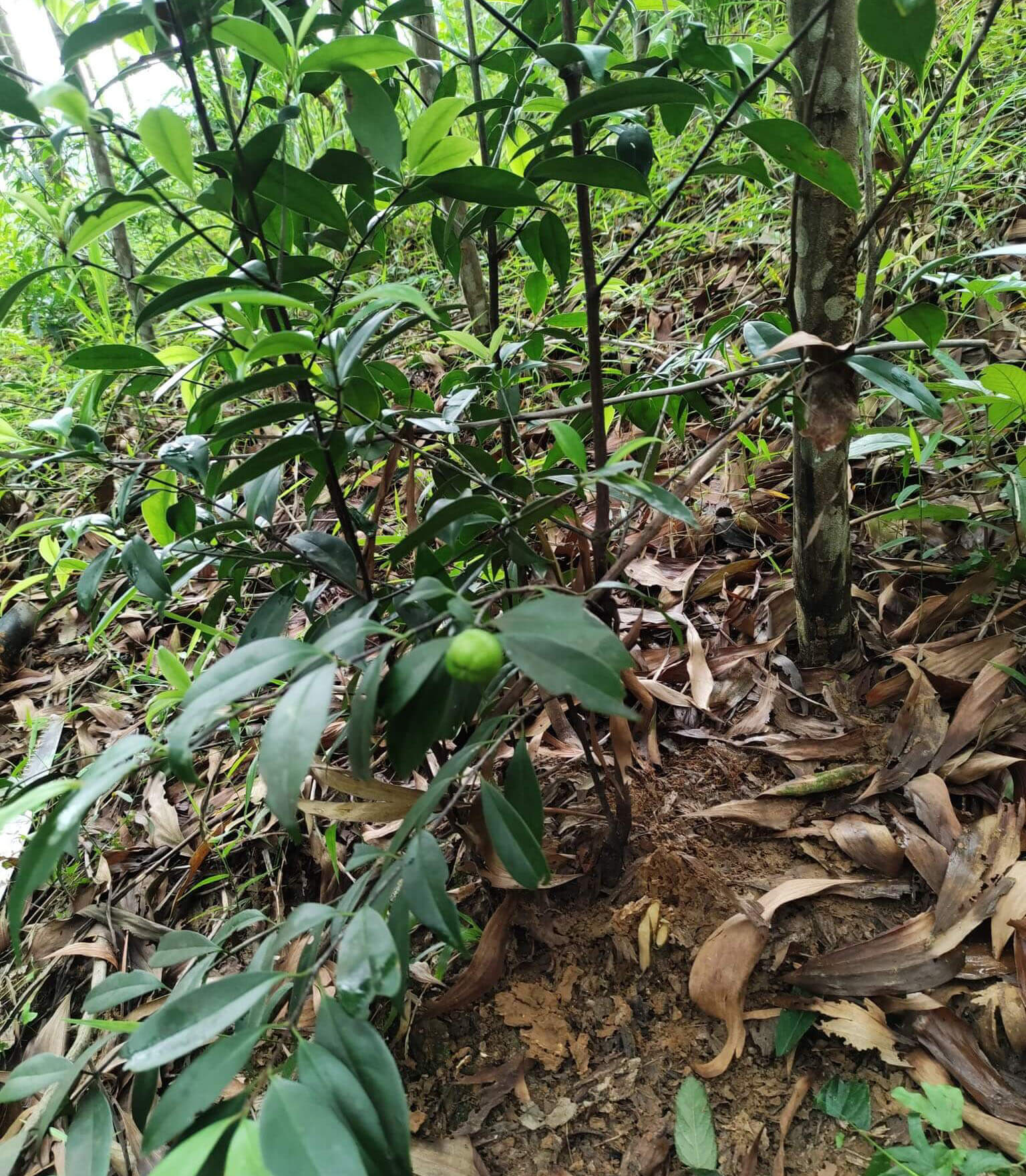 Cây bứa rừng