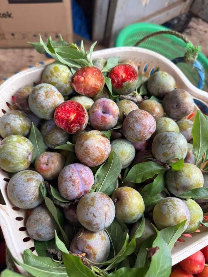Đặc điểm nhận biết mận Tam Hoa