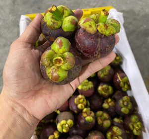 Giá măng cụt Thái bao nhiêu 1KG