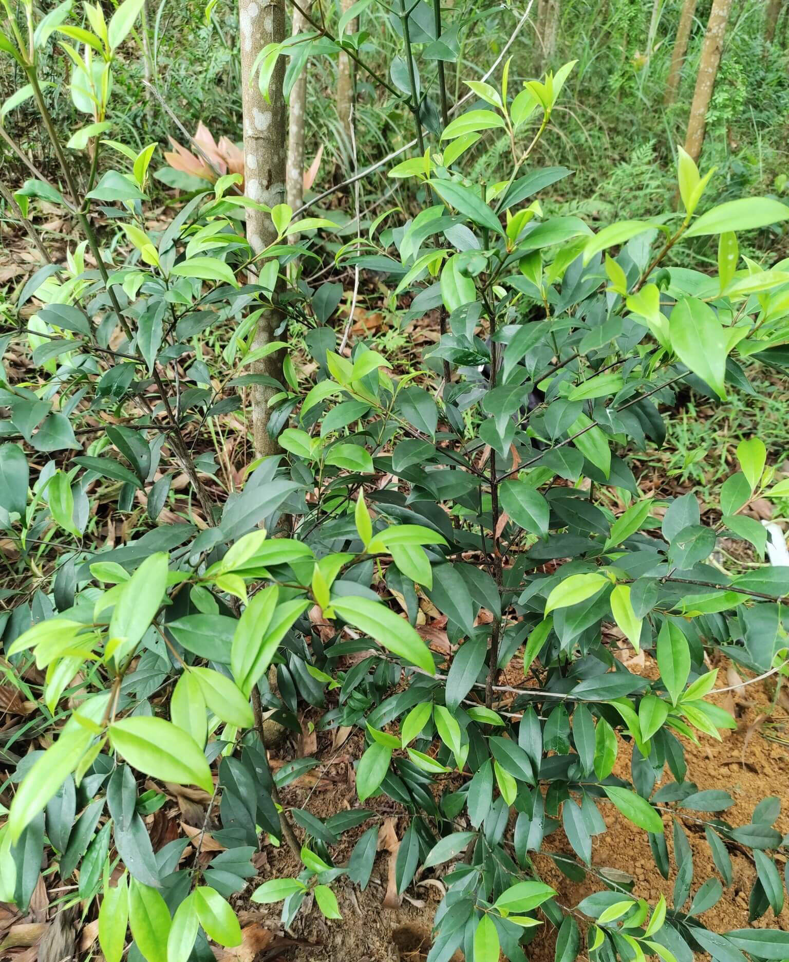 Hình ảnh cây bứa rừng