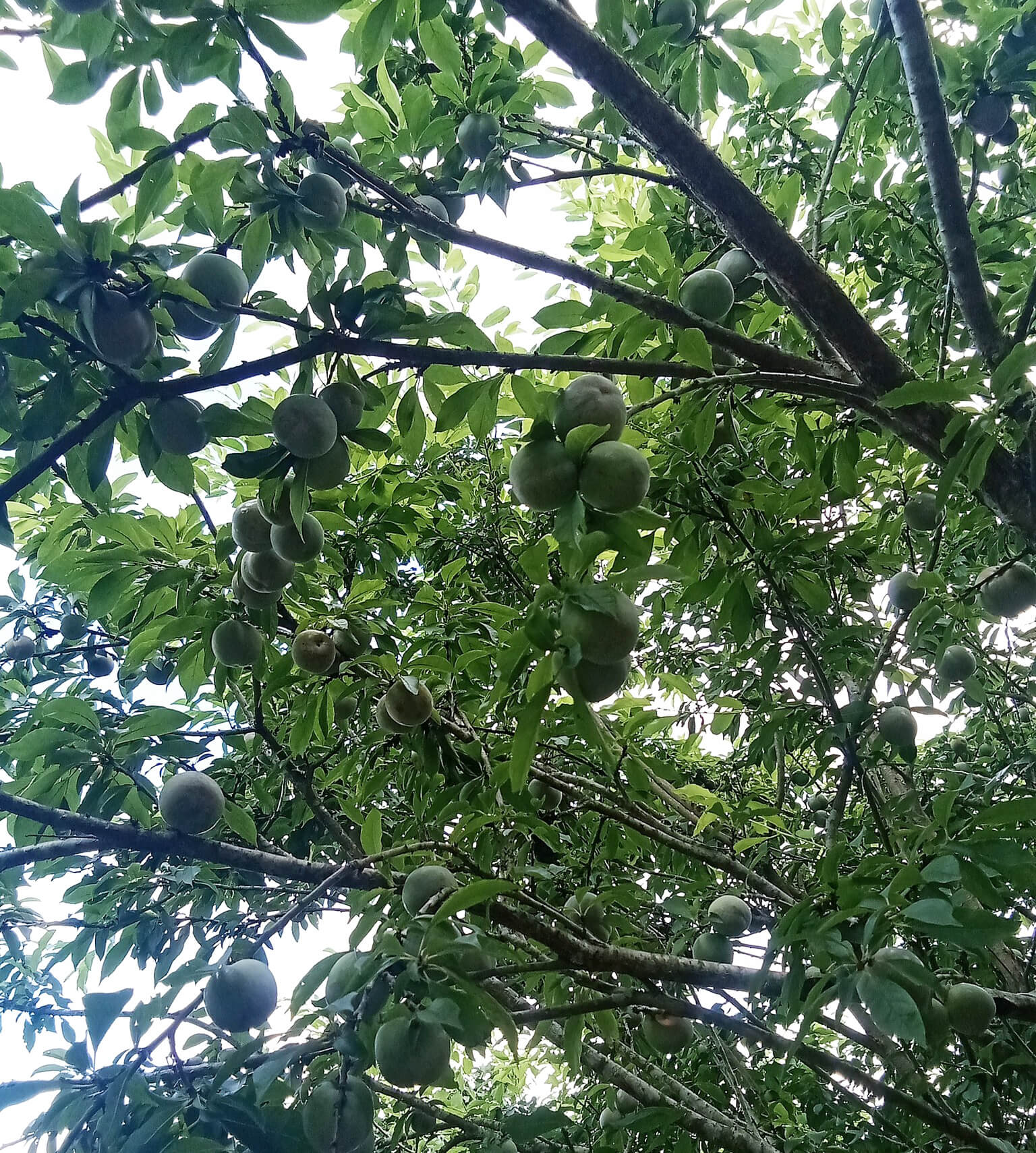 Hình ảnh cây mận tam hoa