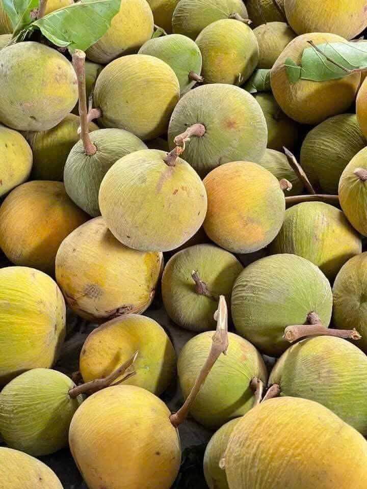 Măng cụt rừng