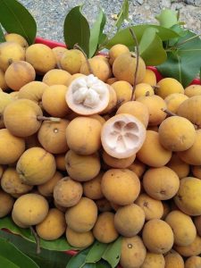 Quả Măng cụt rừng