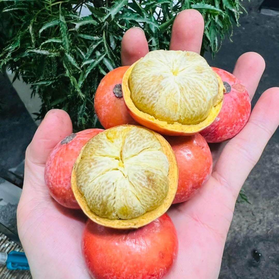 Trái bứa rừng đỏ