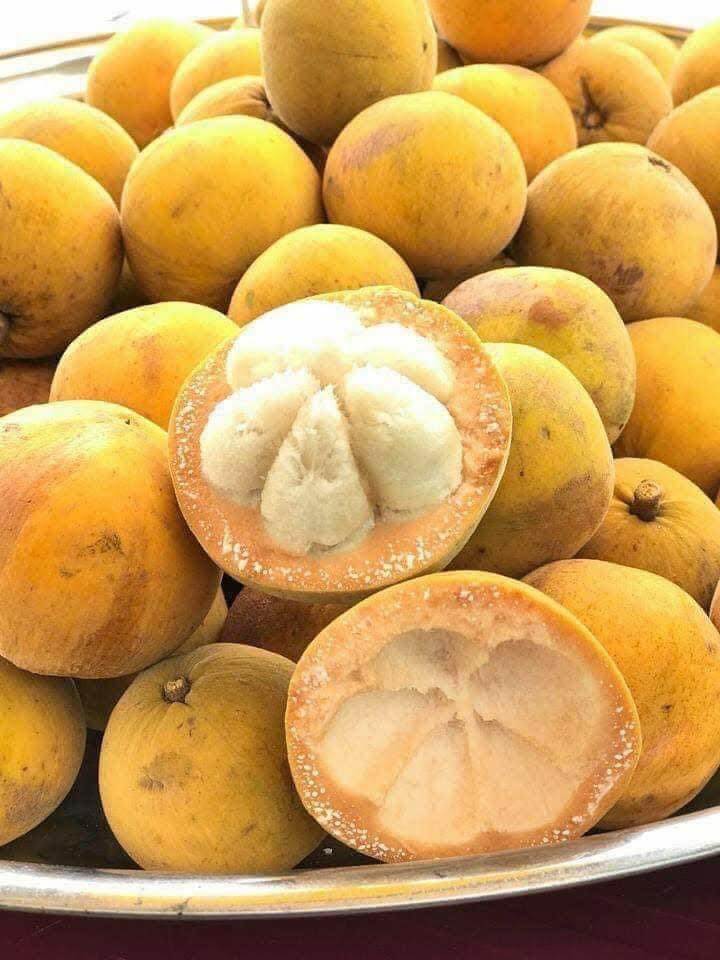 Trái măng cụt rừng
