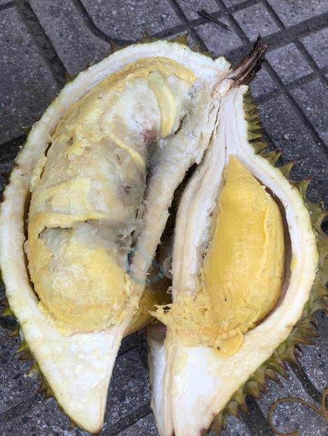 Sầu riêng hư mốc