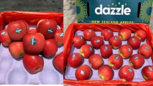 Táo dazzle Newzealand