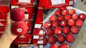 Táo gala Newzealand