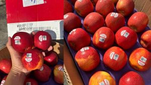 Táo envy nhập khẩu