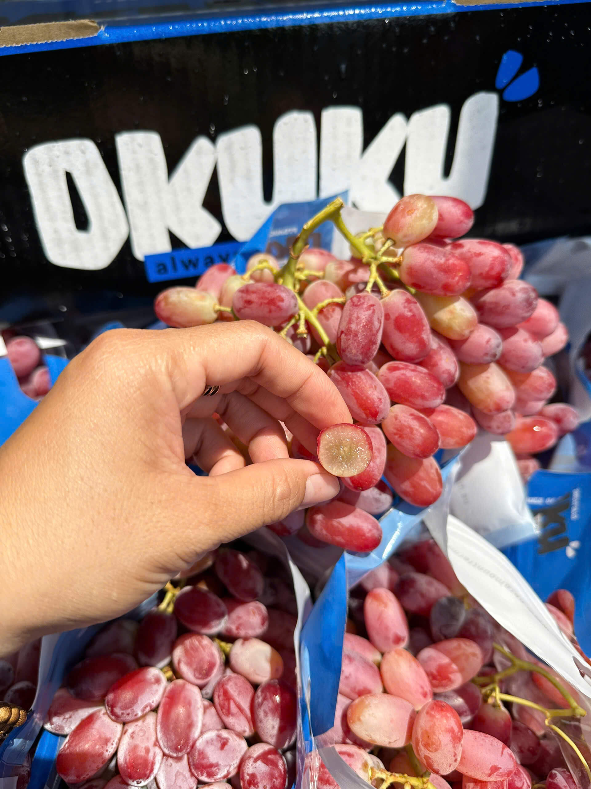 Lớp phấn phủ trên trái nho