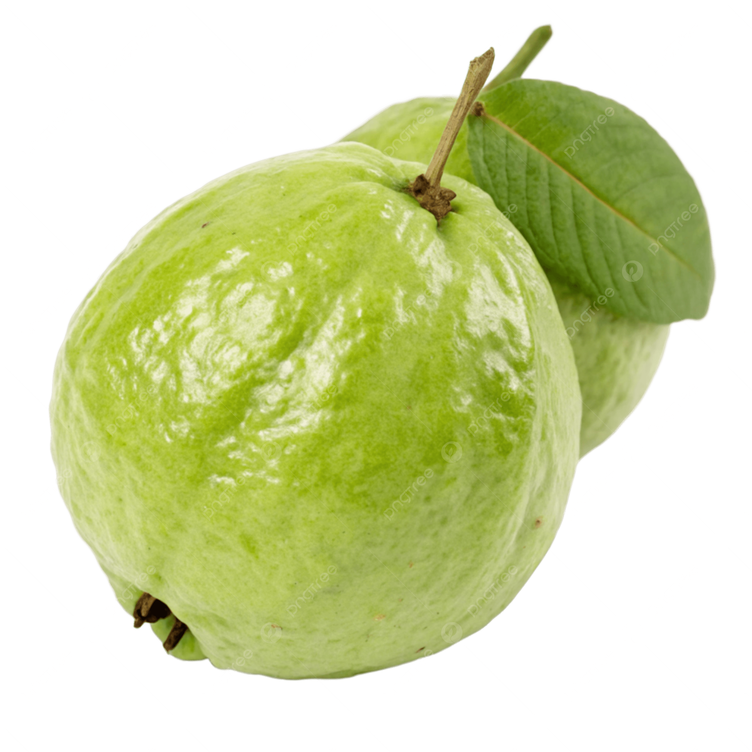Hình ảnh quả Ổi xanh PNG