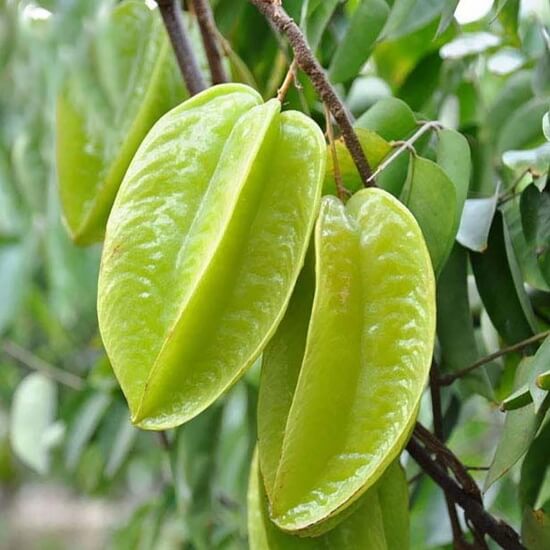 Hình ảnh quả khế chua còn xanh