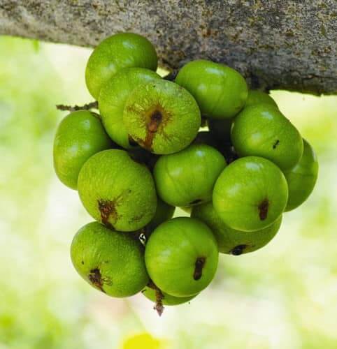 Hình ảnh quả sung đẹp, nét