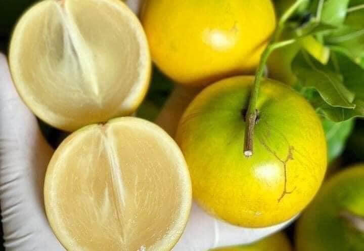 Trái vú sữa Hoàng Kim